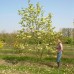 Magnolia Yellow River >200 cm, C45